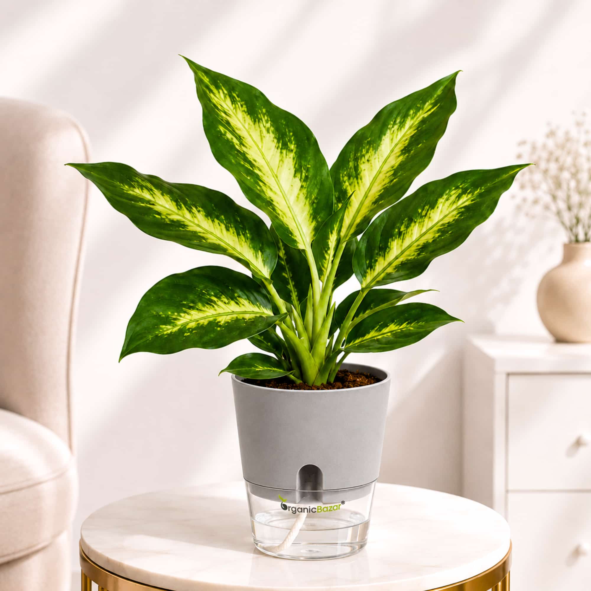 Aglaonema 'Anjamanee Green' Live Plant