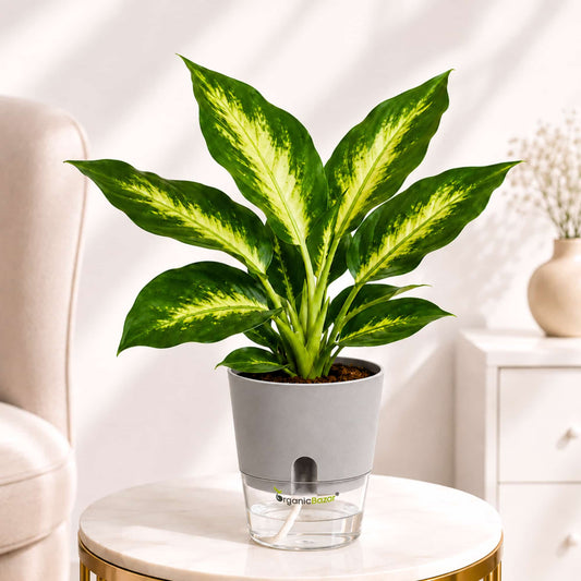 Aglaonema Rotundum 'Anjamanee Green' Live Plant