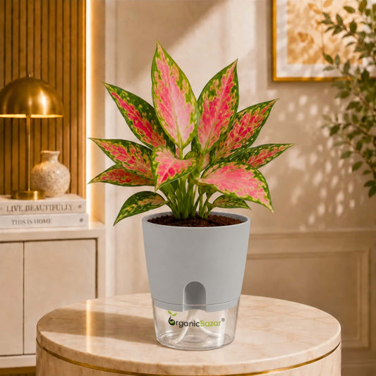 Aglaonema Beauty Live Plant