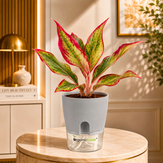 Aglaonema Lipstick Live Plant