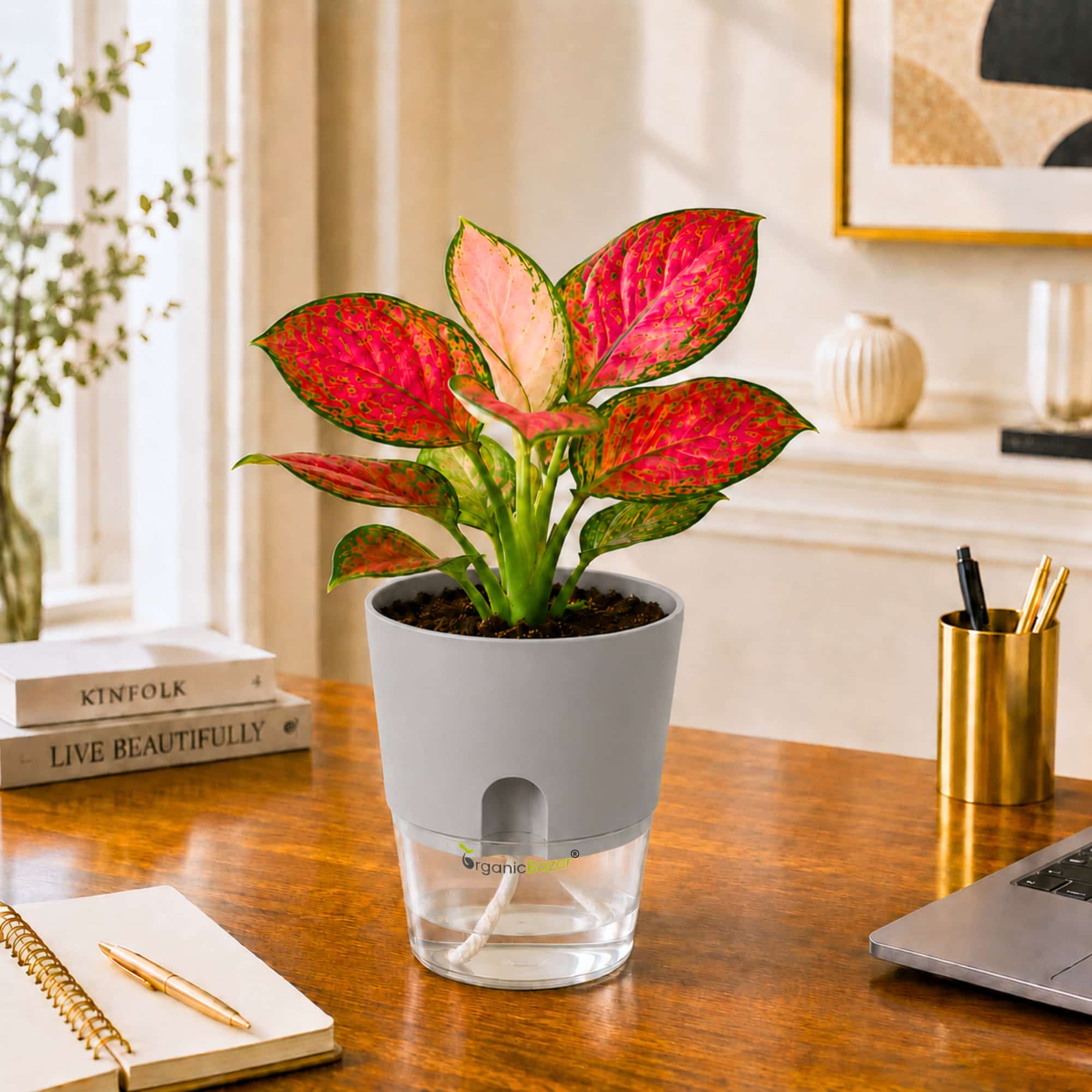 Aglaonema Red Valentine Live Plant