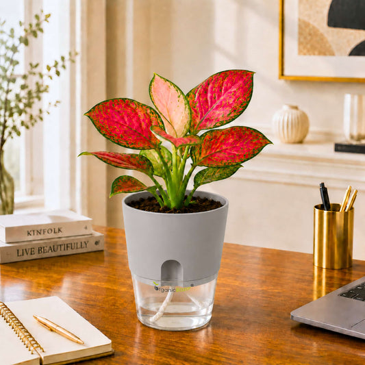 Aglaonema Red Valentine Live Plant