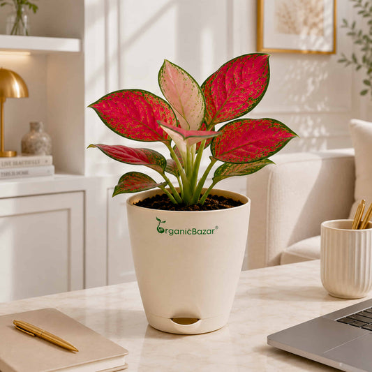 Aglaonema Red Valentine Live Plant