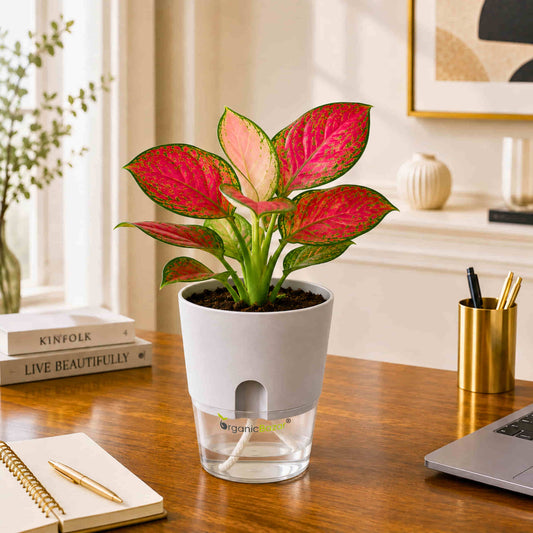 Aglaonema Red Valentine Live Plant