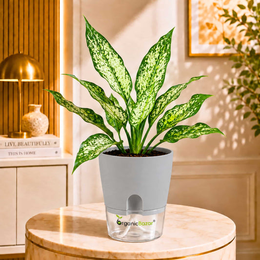 Aglaonema Snow White Live Plant