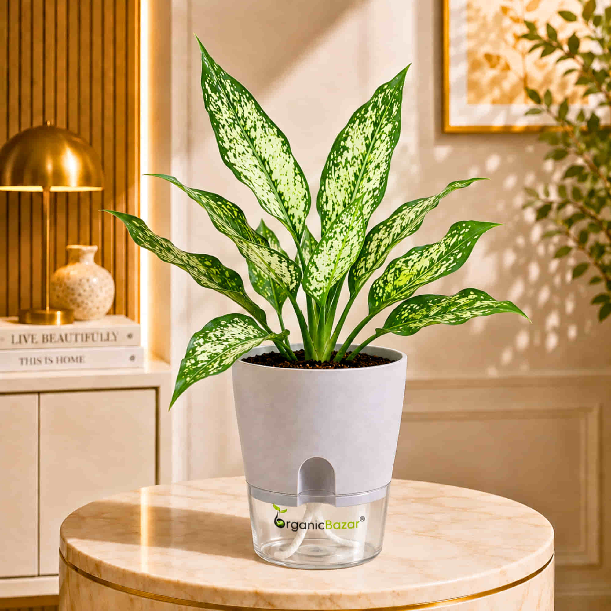 Aglaonema Snow White Live Plant