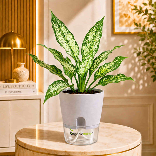 Aglaonema Snow White Live Plant