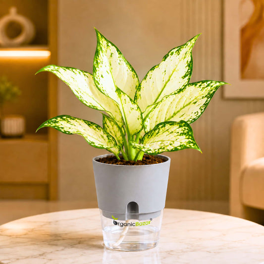 Aglaonema White (Chinese Evergreen White) Live Plant