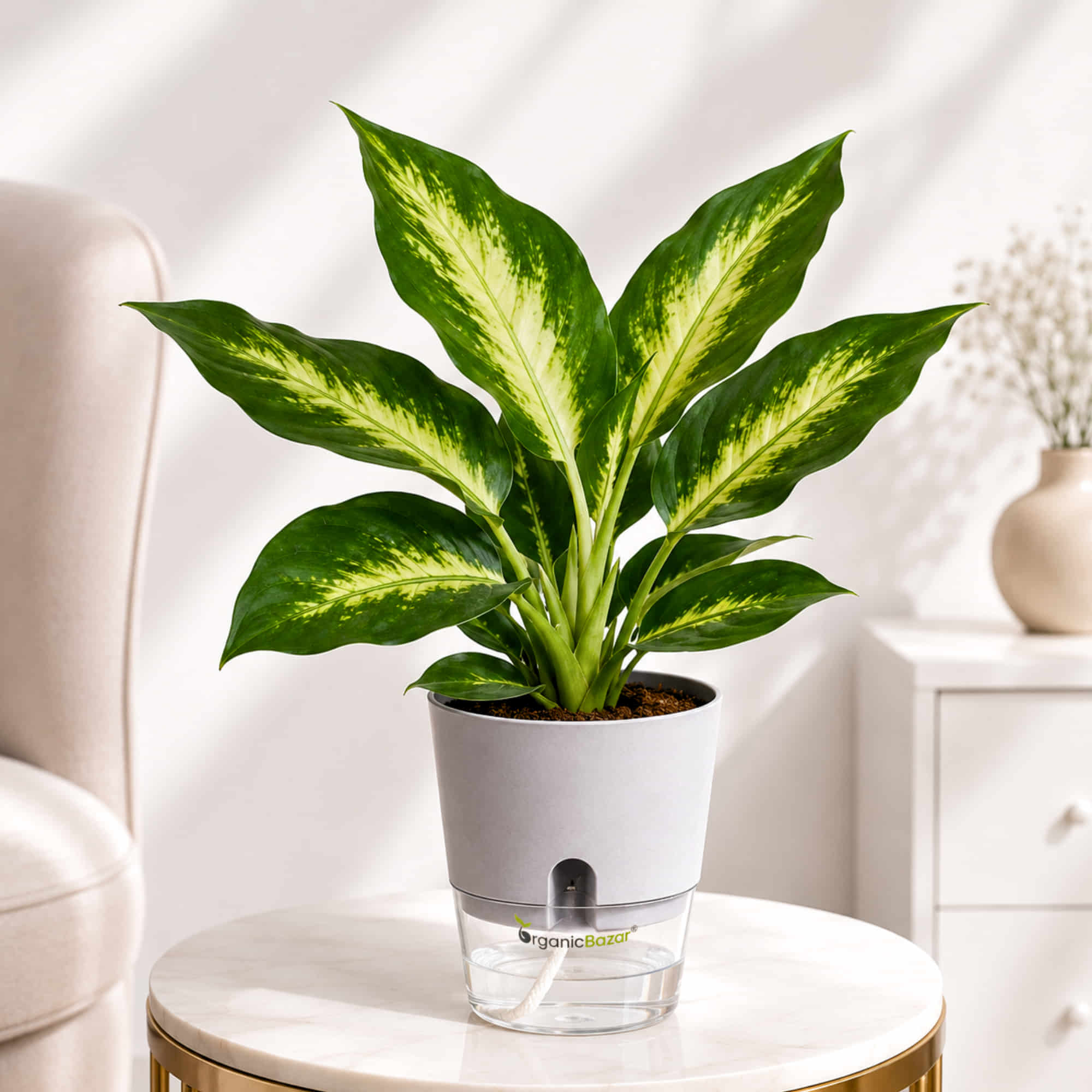 Aglaonema Rotundum 'Anjamanee Green' Live Plant
