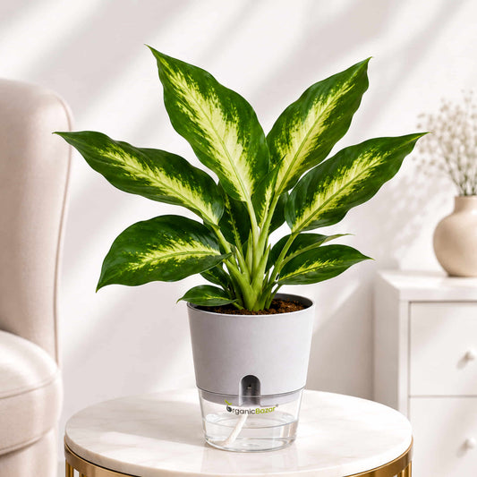 Aglaonema Rotundum 'Anjamanee Green' Live Plant