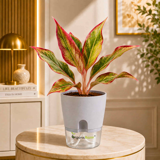 Aglaonema Lipstick Live Plant