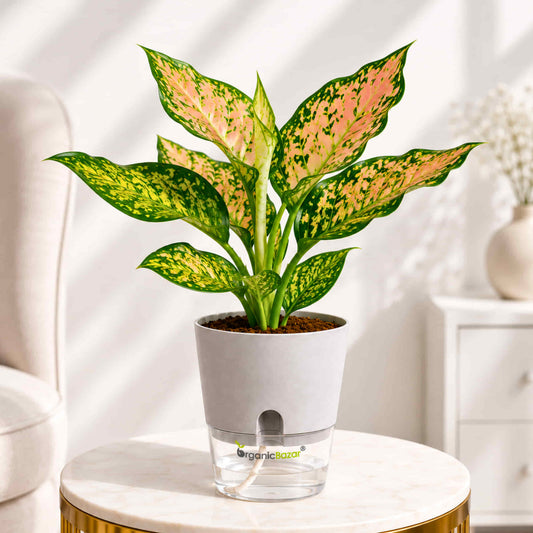 Aglaonema Peach Cochin (Chinese Evergreen Peach) Live Plant