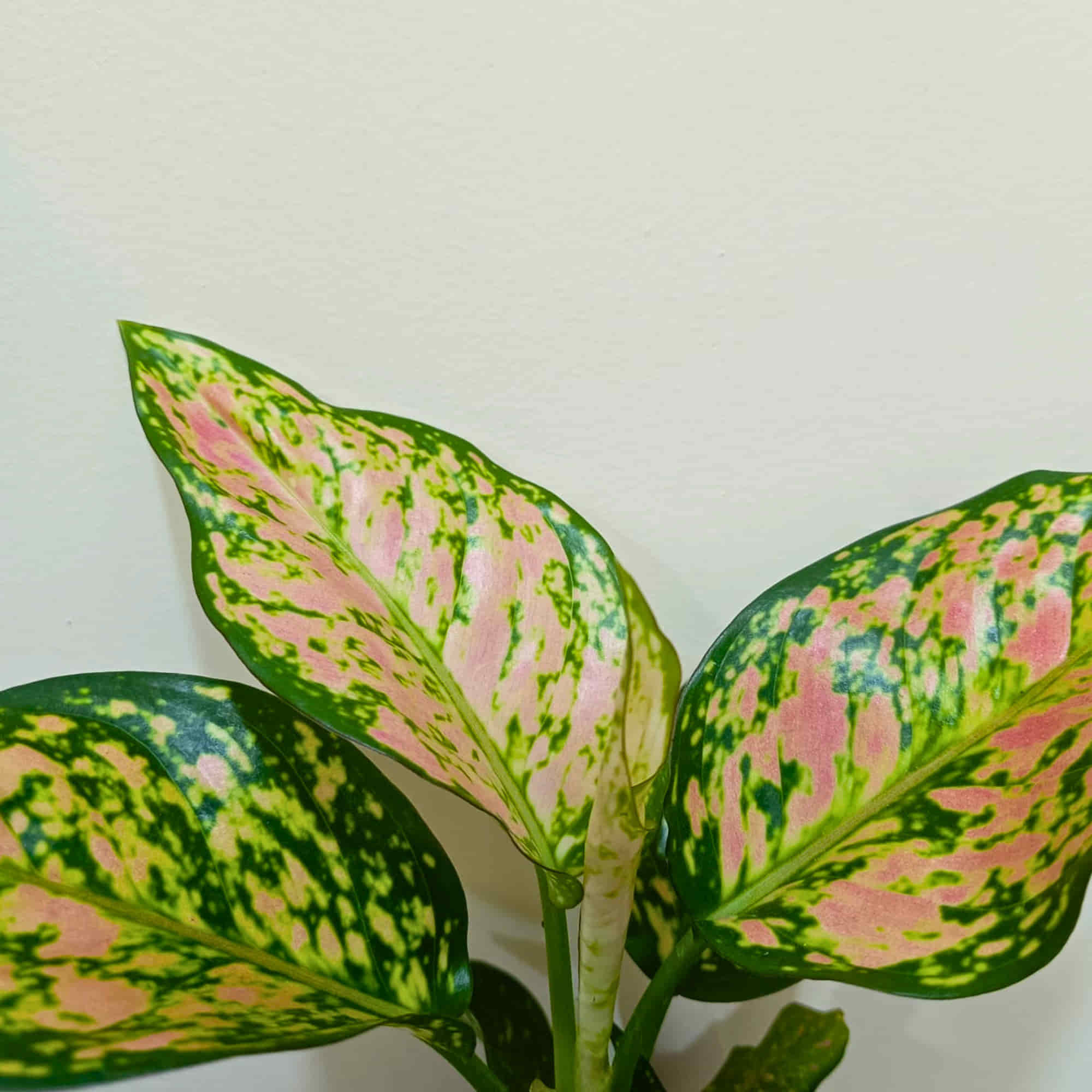 Aglaonema Peach Cochin Live Plant Online – OrganicBazar – Organicbazar