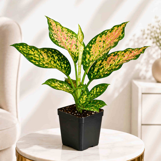 Aglaonema Peach Cochin (Chinese Evergreen Peach) Live Plant
