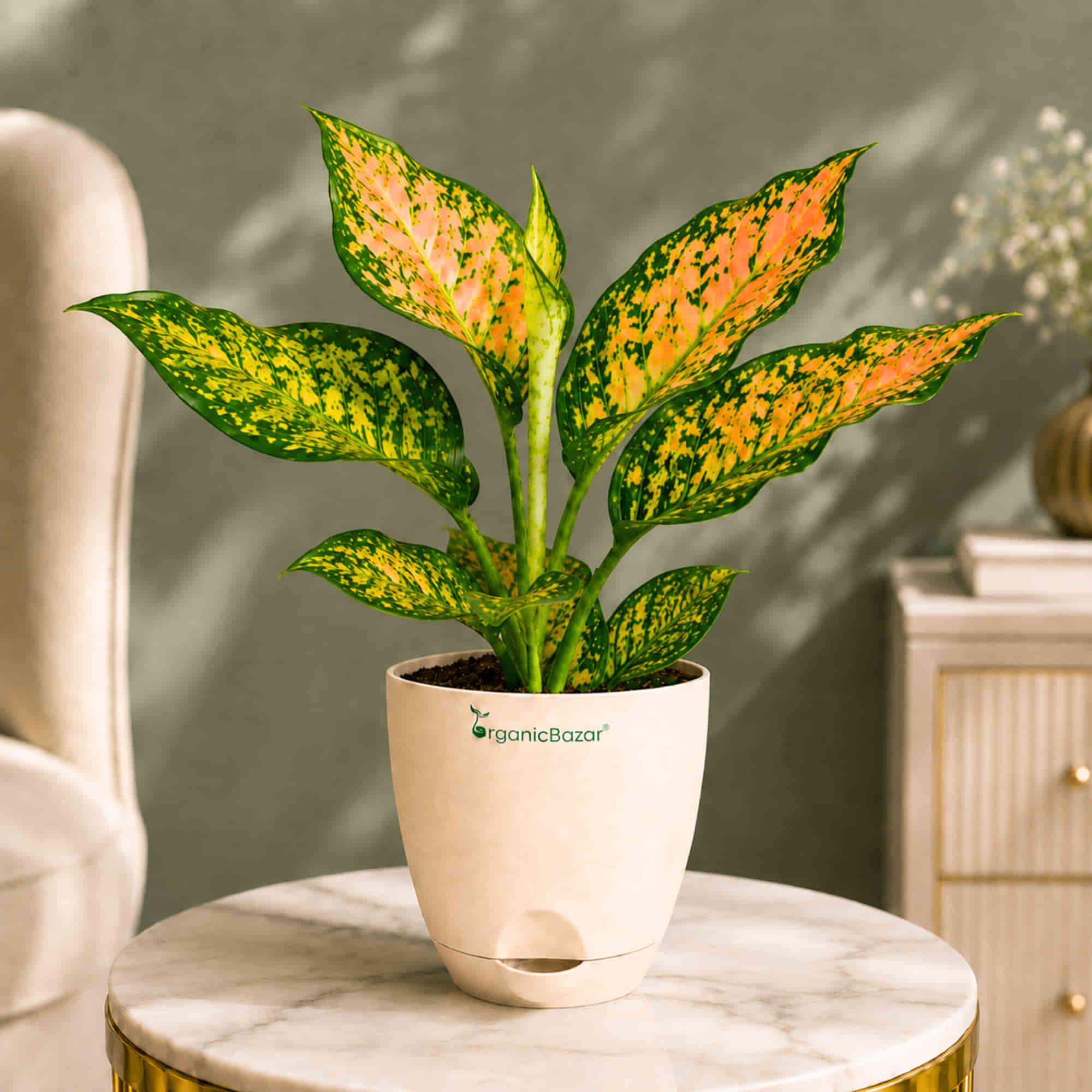Aglaonema Peach Cochin Live Plant Online – OrganicBazar – Organicbazar