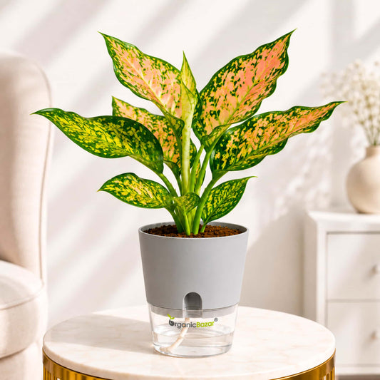 Aglaonema Peach Cochin (Chinese Evergreen Peach) Live Plant