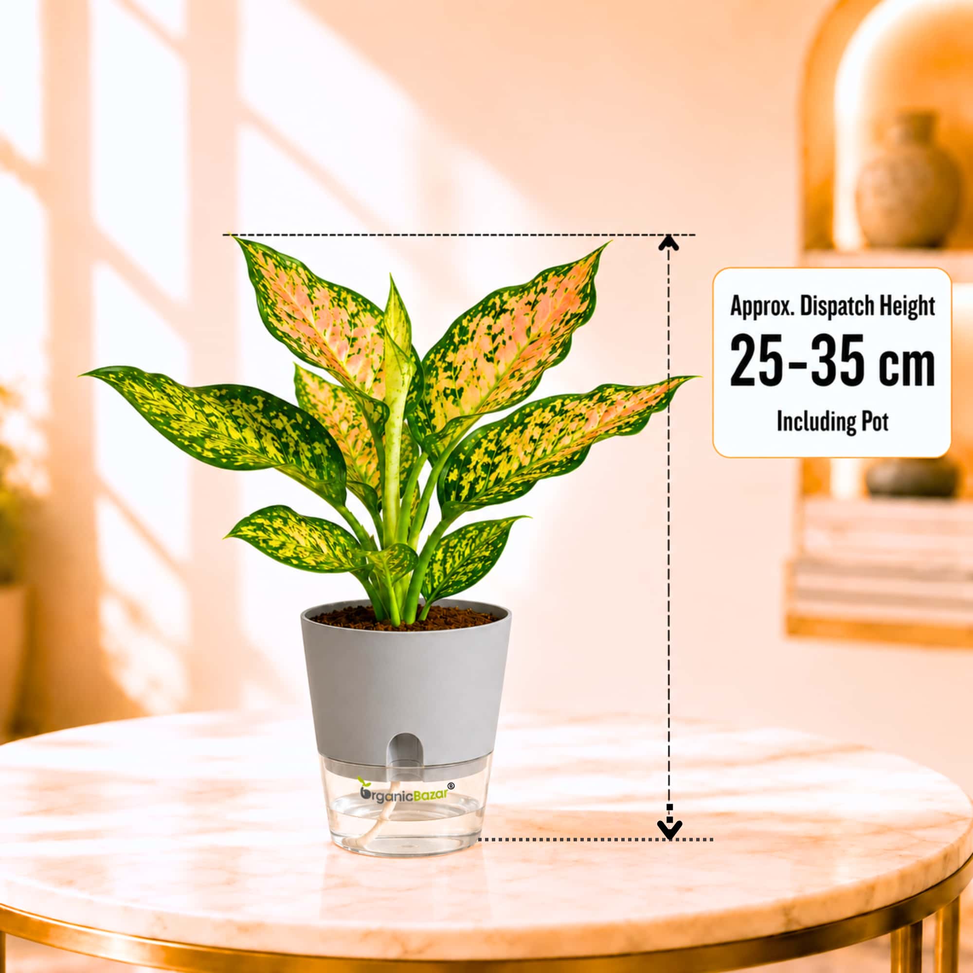 Aglaonema Peach Cochin Live Plant Online – OrganicBazar – Organicbazar