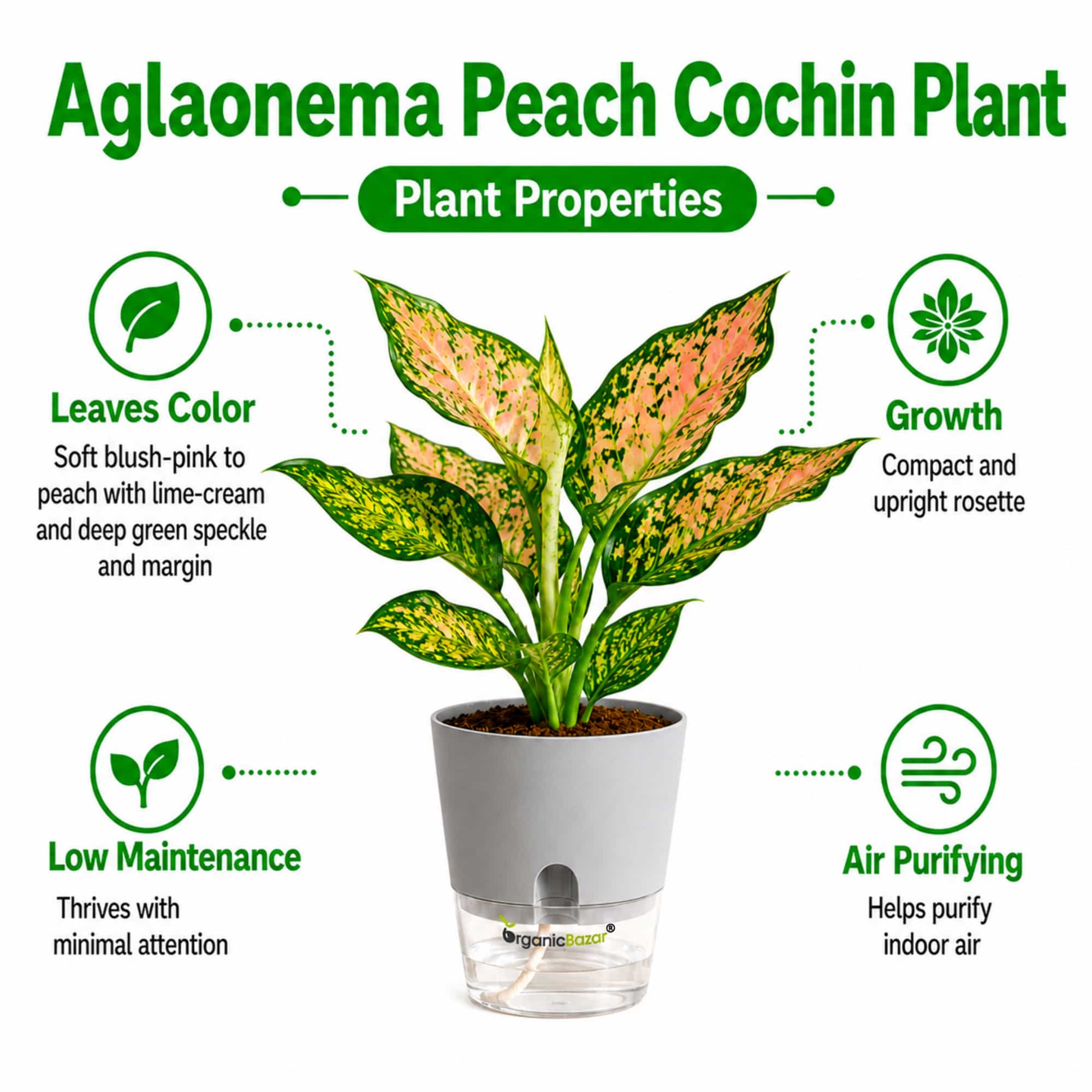 Aglaonema Peach Cochin Live Plant Online – OrganicBazar – Organicbazar