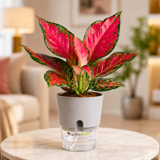 Aglaonema Red (Chinese Evergreen) Live Plant