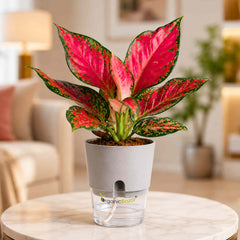 Aglaonema Red (Chinese Evergreen Red) Live Plant