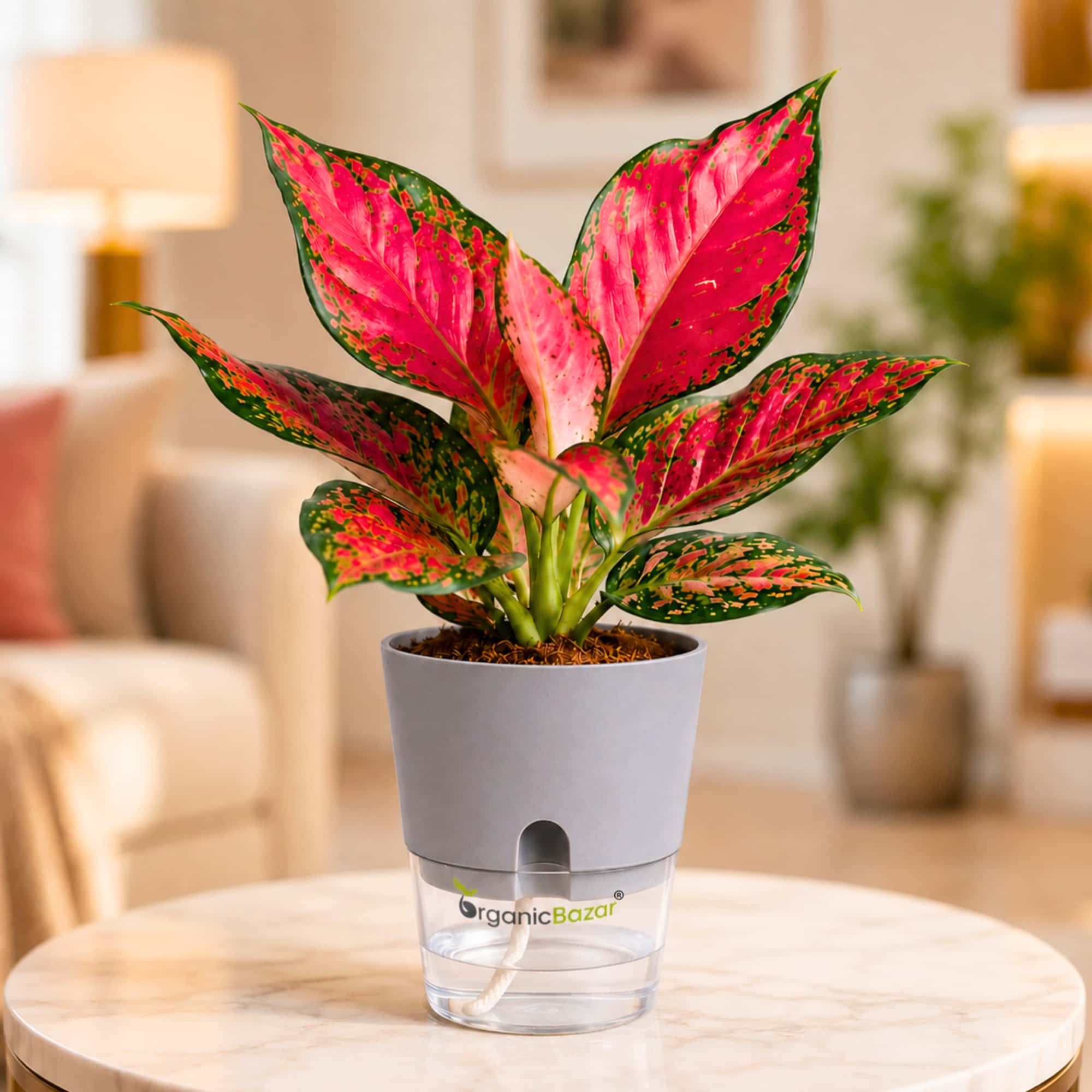 Aglaonema Red (Chinese Evergreen Red) Live Plant