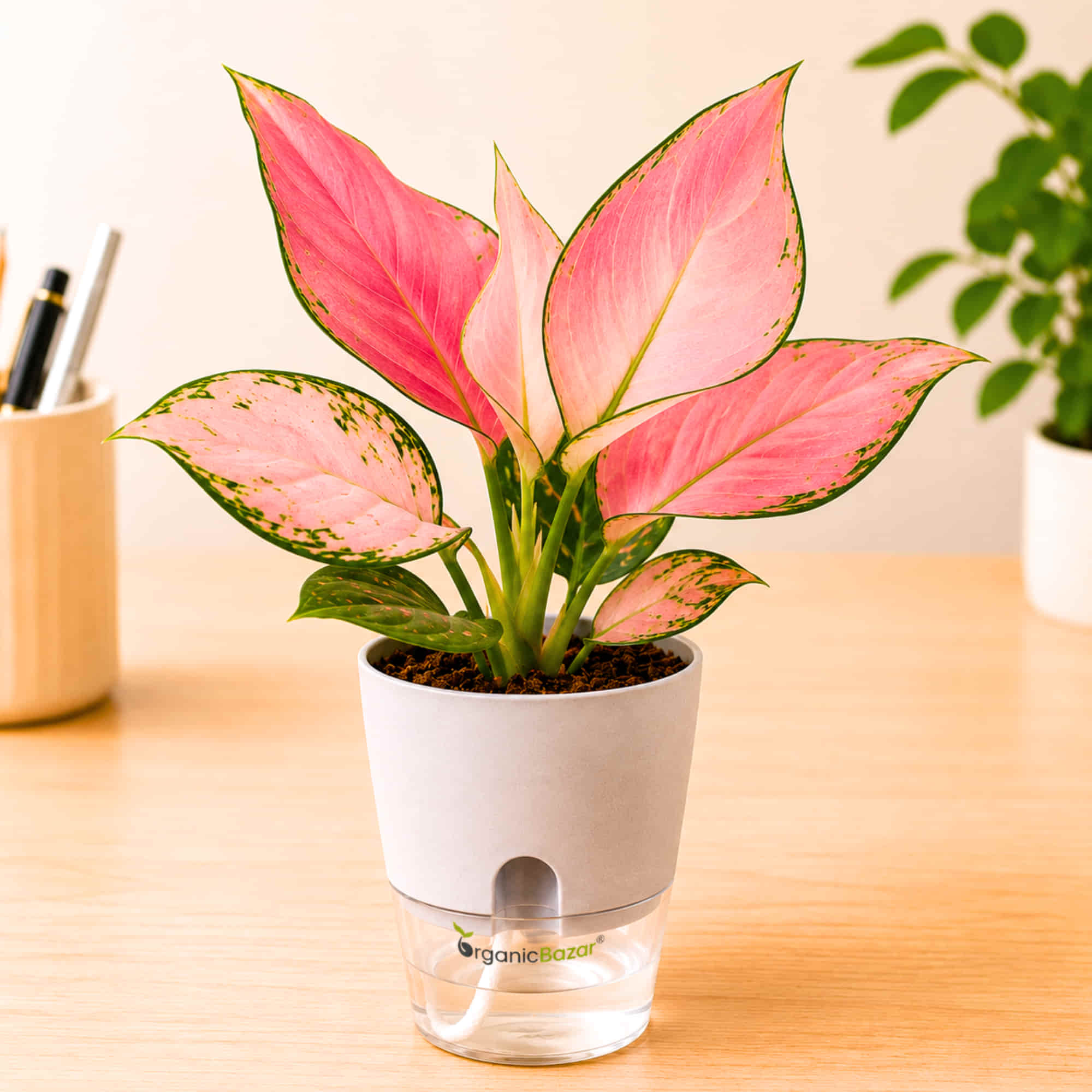 Aglaonema Pink (Chinese Evergreen Pink) Live Plant