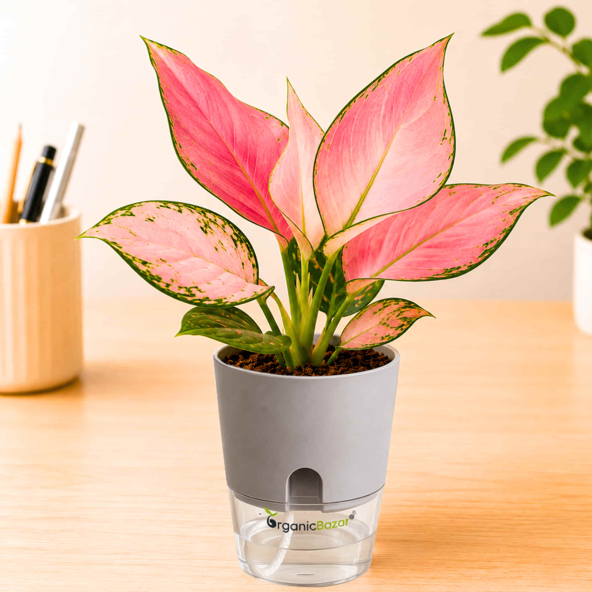 Aglaonema Pink (Chinese Evergreen Pink) Live Plant