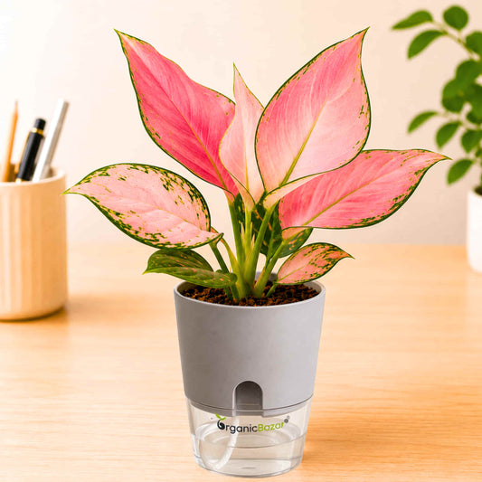 Aglaonema Pink (Chinese Evergreen Pink) Live Plant