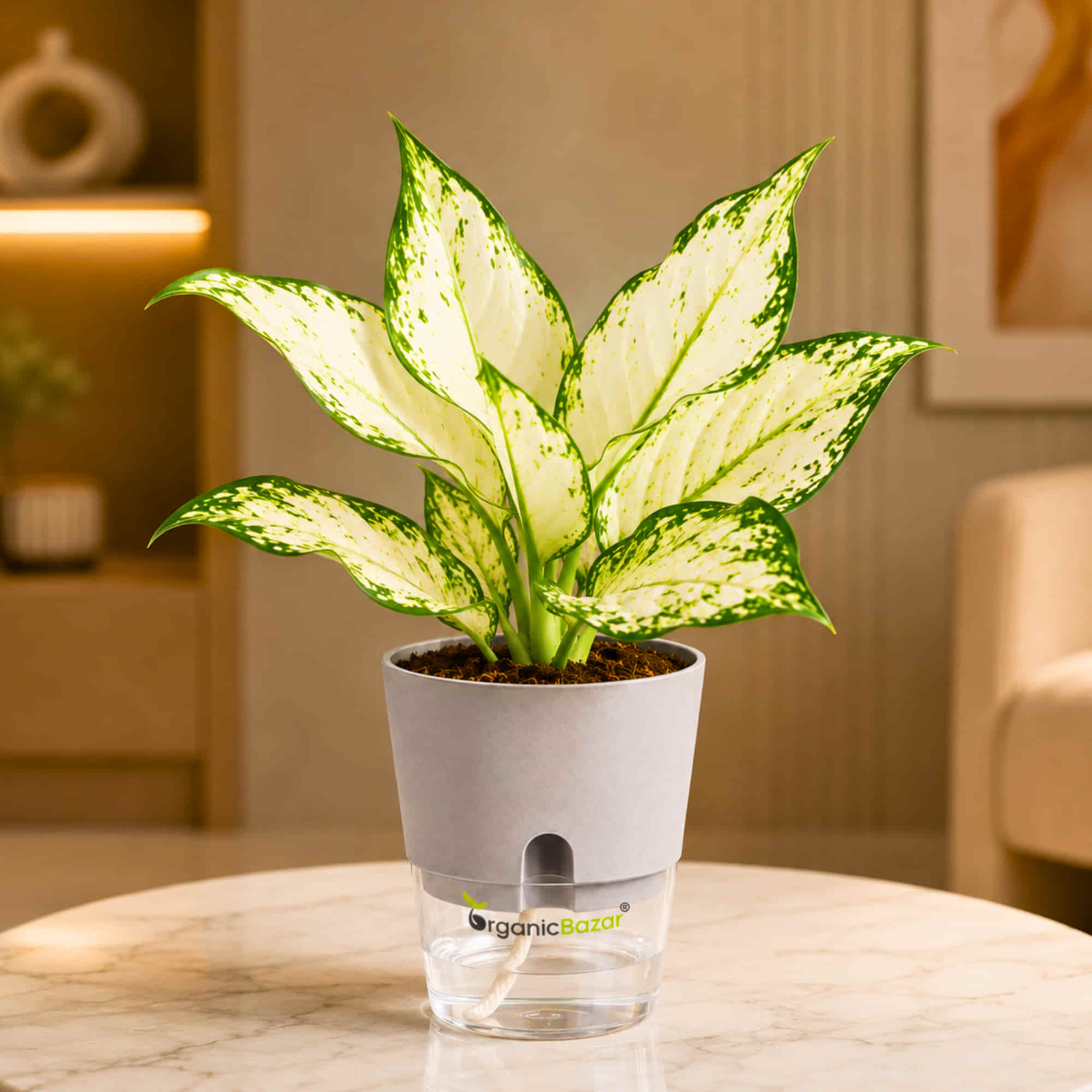 Aglaonema White (Chinese Evergreen) Live Plant