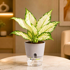 Aglaonema White (Chinese Evergreen White) Live Plant