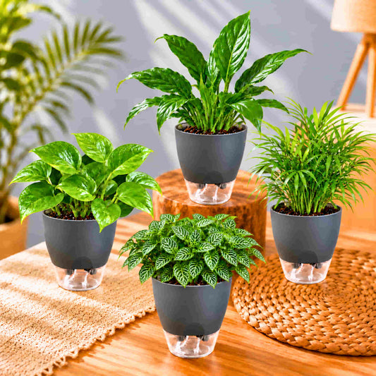 Air Purifying Indoor Plant Combo Pack of 4 – Bamboo Palm, Peace Lily, Money Plant & Fittonia Green | Live Plants