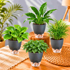 Air Purifying Indoor Plant Combo Pack of 4 – Bamboo Palm, Peace Lily, Money Plant & Fittonia Green | Live Plants