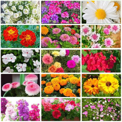 order flower seeds online All Season Flower Plant Seeds Kit Online For Gardening