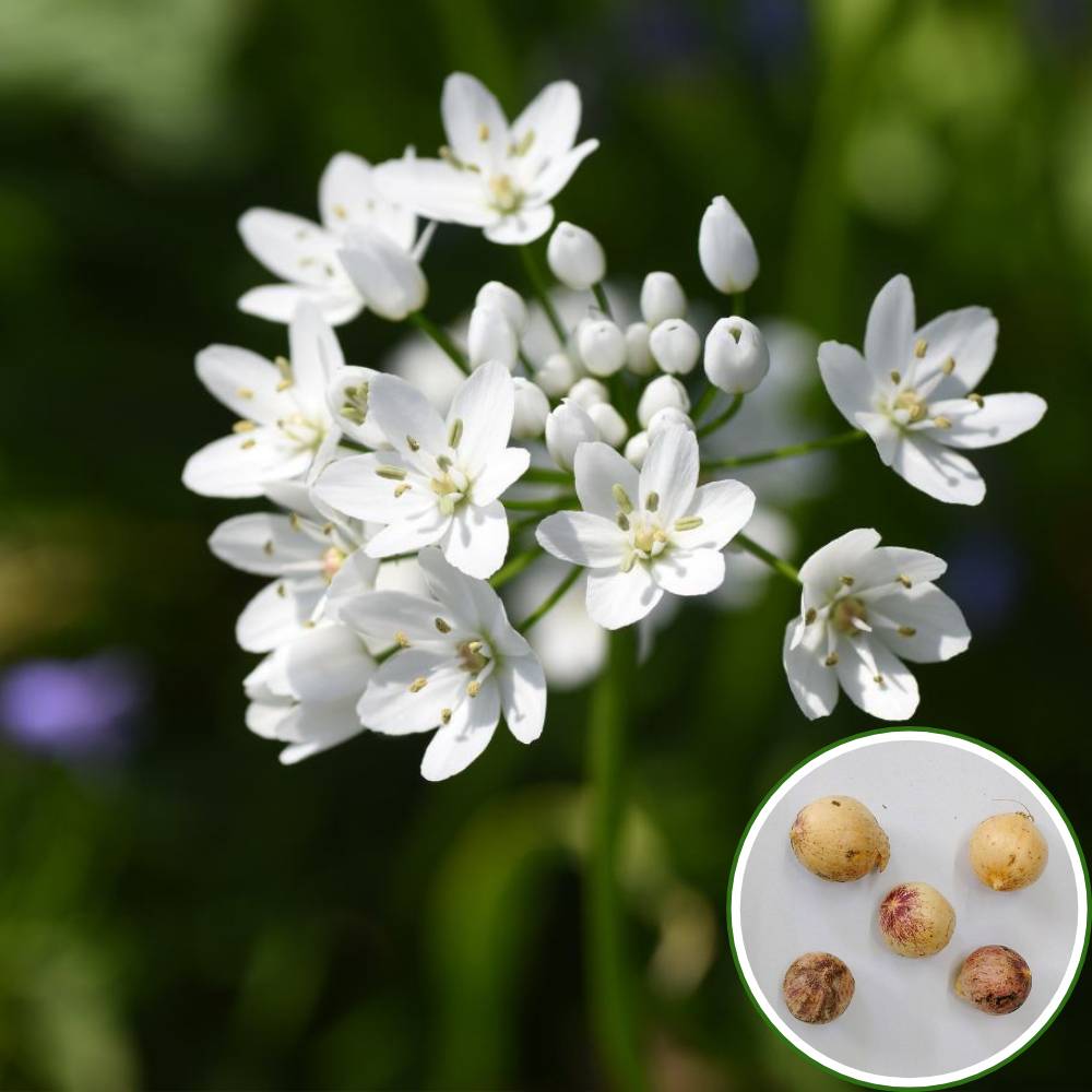 Allium Cowanii (White) Flower Bulbs (05 Bulbs)