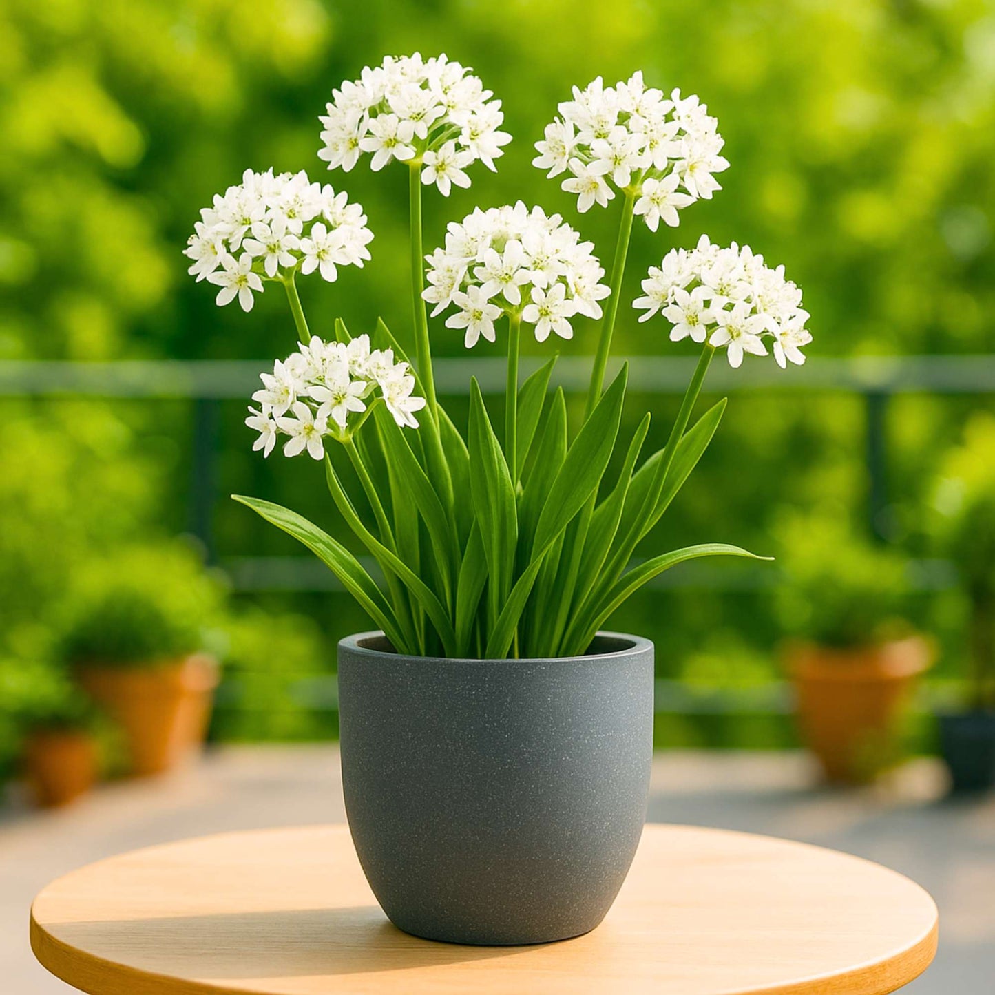 Allium Cowanii (White) Flower Bulbs (05 Bulbs)