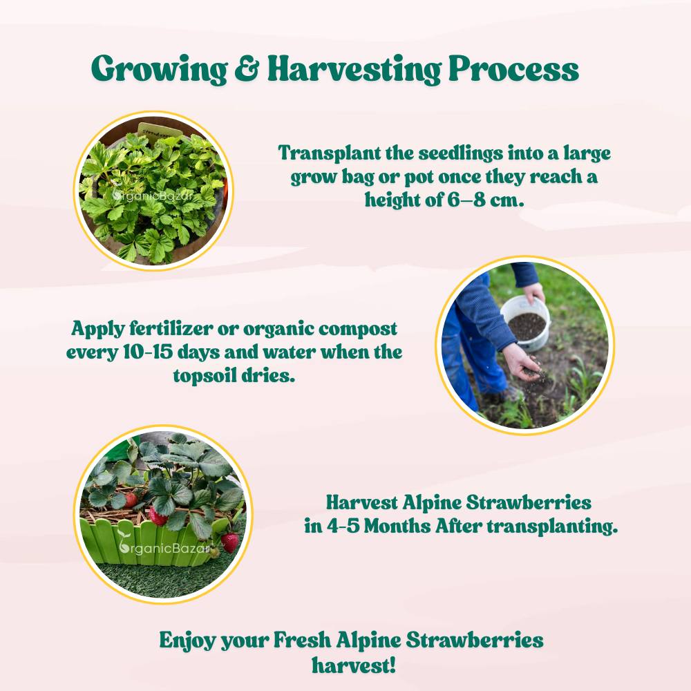 Alpine Strawberries Seeds - 200 Seeds (अल्पाइन स्ट्रॉबेरी के बीज) High Germination/Grow Juicy Strawberries at Home