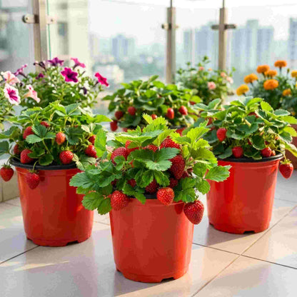 Alpine Strawberries Seeds - 200 Seeds (अल्पाइन स्ट्रॉबेरी के बीज) High Germination/Grow Juicy Strawberries at Home