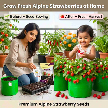 Alpine Strawberries Seeds - 200 Seeds (अल्पाइन स्ट्रॉबेरी के बीज) High Germination/Grow Juicy Strawberries at Home