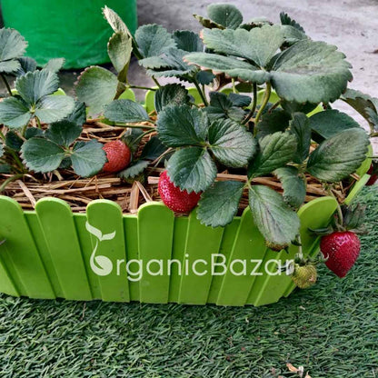 Alpine Strawberries Seeds - 200 Seeds (अल्पाइन स्ट्रॉबेरी के बीज) High Germination/Grow Juicy Strawberries at Home