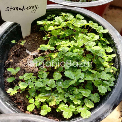 Alpine Strawberries Seeds - 200 Seeds (अल्पाइन स्ट्रॉबेरी के बीज) High Germination/Grow Juicy Strawberries at Home