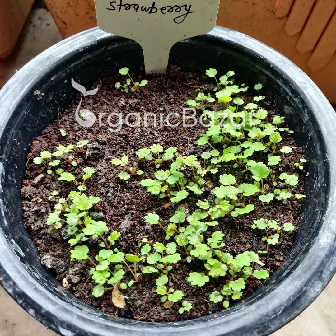 Alpine Strawberries Seeds - 200 Seeds (अल्पाइन स्ट्रॉबेरी के बीज) High Germination/Grow Juicy Strawberries at Home