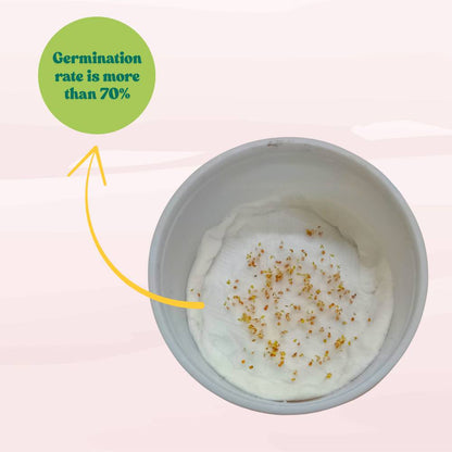 Alyssum Rose-O-Day Rose Seeds (200 Seeds) High Germination/Easy To grow/ Perfect for pots, balconies, or Terrace gardens