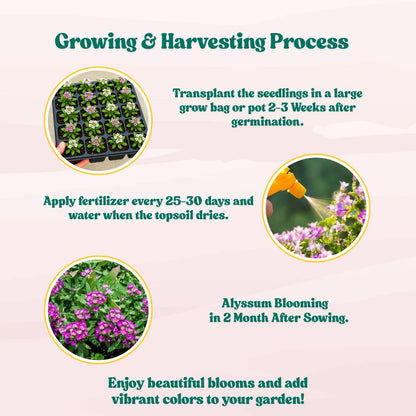 Alyssum Rose-O-Day Rose Seeds (200 Seeds) High Germination/Easy To grow/ Perfect for pots, balconies, or Terrace gardens