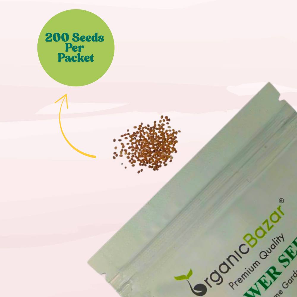 Alyssum Rose-O-Day Rose Seeds (200 Seeds) High Germination/Easy To grow/ Perfect for pots, balconies, or Terrace gardens