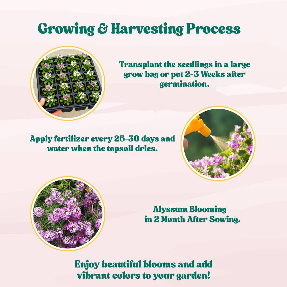 Alyssum Royal Carpet Blue Seeds (200 Seeds) High Germination/Easy To grow/ Perfect for pots, balconies, or Terrace gardens