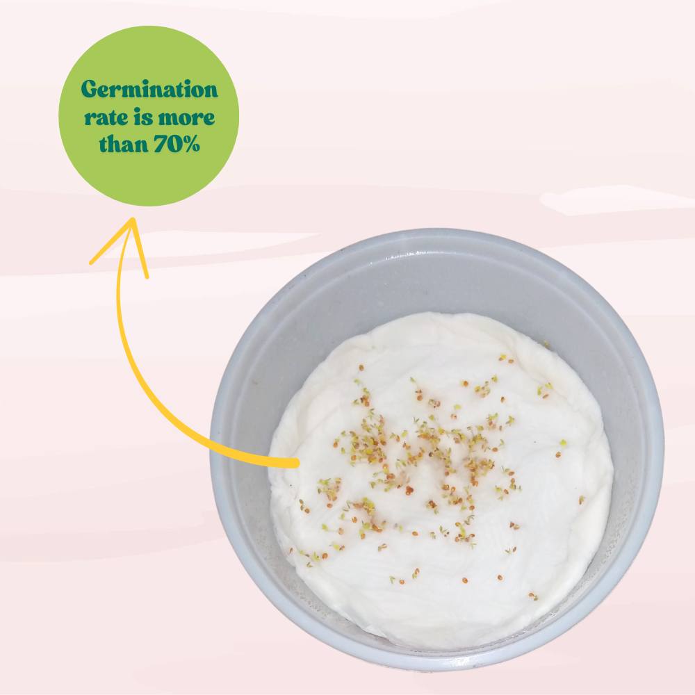 Alyssum Royal Carpet Blue Seeds (200 Seeds) High Germination/Easy To grow/ Perfect for pots, balconies, or Terrace gardens