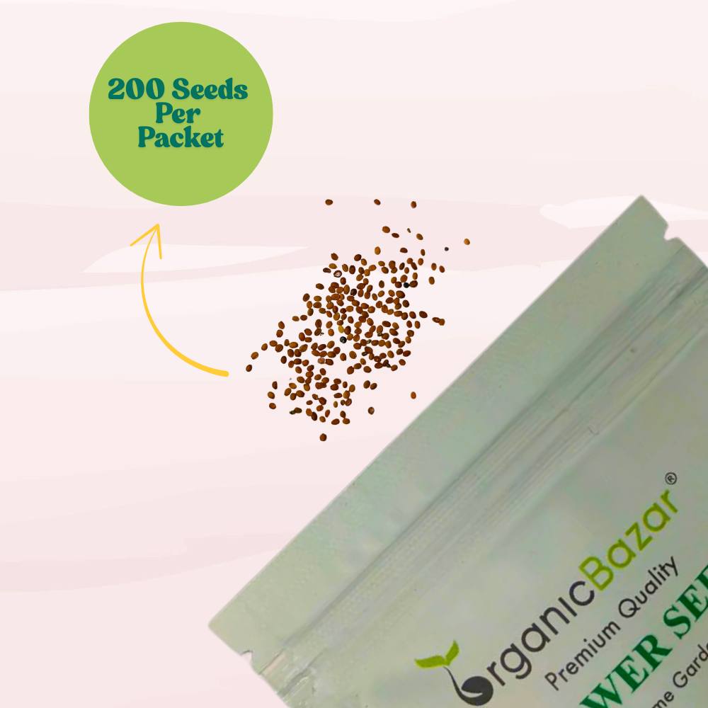 Alyssum Royal Carpet Blue Seeds (200 Seeds) High Germination/Easy To grow/ Perfect for pots, balconies, or Terrace gardens