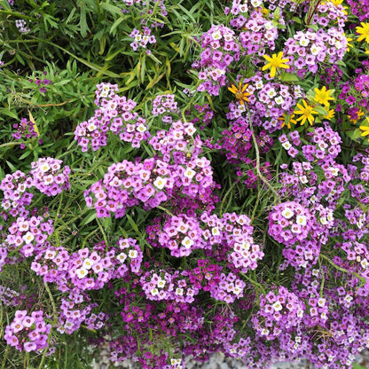 Alyssum Royal Carpet Blue Seeds (200 Seeds) High Germination/Easy To grow/ Perfect for pots, balconies, or Terrace gardens