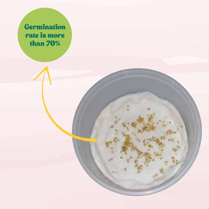 Alyssum White Flower Seeds (200 Seeds)