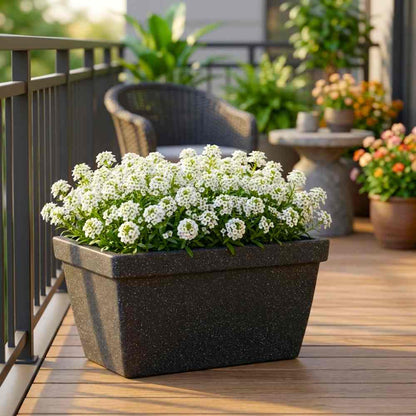 Alyssum White Flower Seeds (200 Seeds)